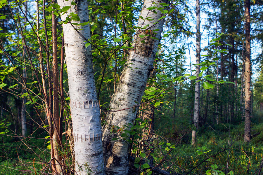 Hannah Streefkerk, Netherland/Sweden: Birc restoration