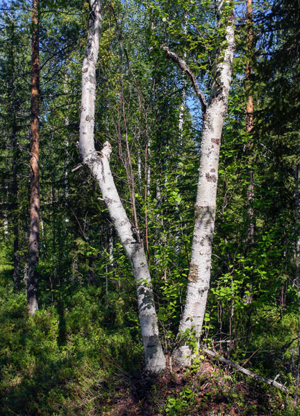 Hannah Streefkerk, Netherland/Sweden: Birc restoration