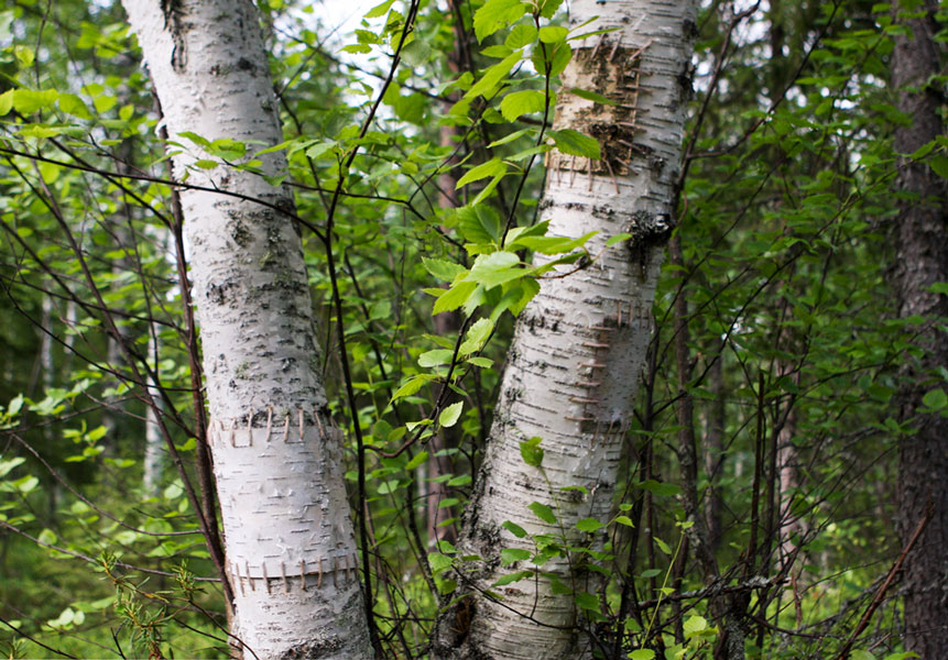 Hannah Streefkerk, Netherland/Sweden: Birc restoration