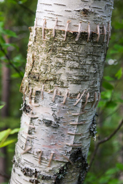 Hannah Streefkerk, Netherland/Sweden: Birc restoration