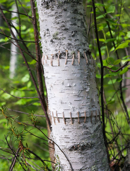 Hannah Streefkerk, Netherland/Sweden: Birc restoration