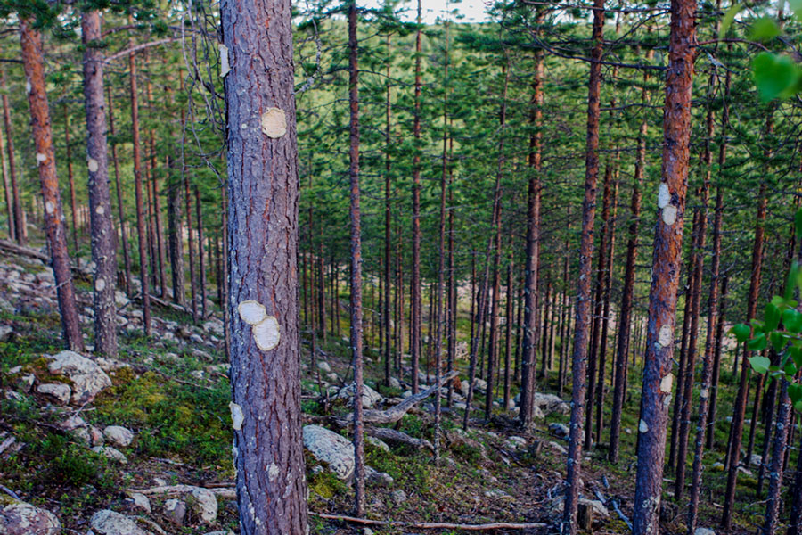 Hannah Streefkerk, Netherland/Sweden: To Patch