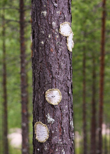 Hannah Streefkerk, Netherland/Sweden: To Patch