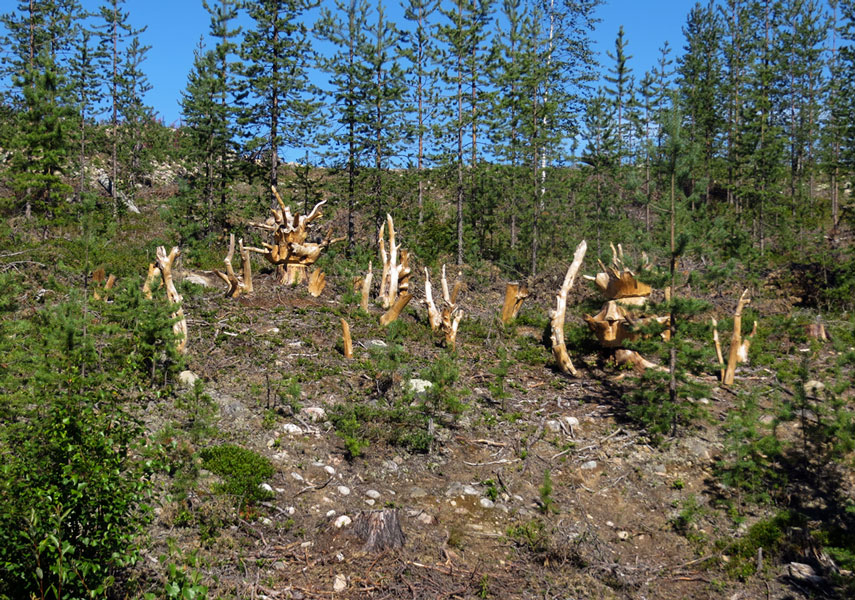 Pekka Syväniemi: Piikkejä lihassa