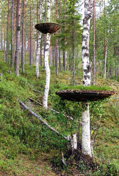 Thomas May, Germany: Tree Garden