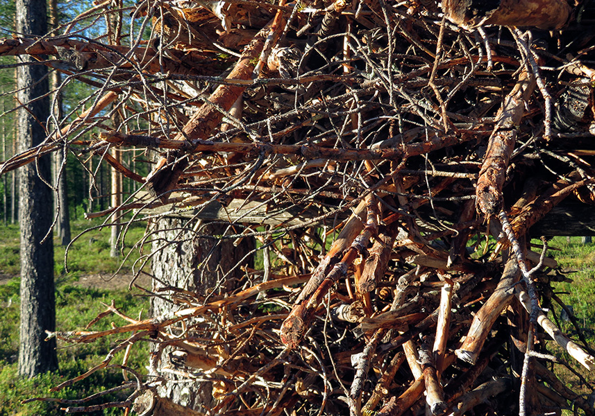 Beep Nozdra: Channel Tree