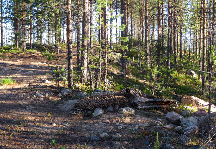 Satu Loukkola: Lohikäärmeen muisto