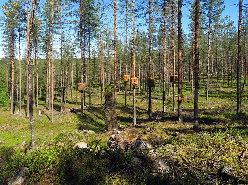 Sauli Miettunen: Lähiö