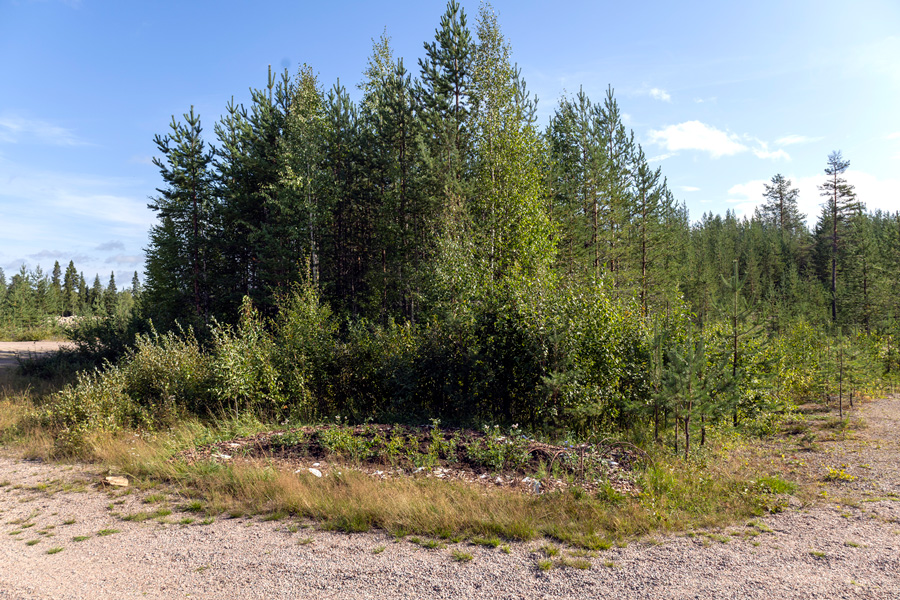 Anne Syväniemi: Orankitarha 1