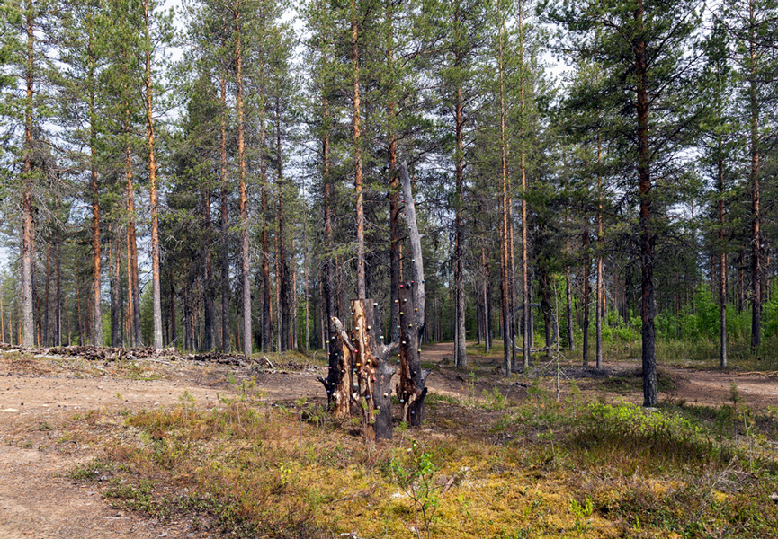 Pekka Syväniemi: Kolmen kopla