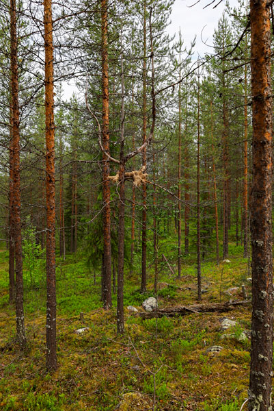 Jose Salo: Syntipukin sunnuntai