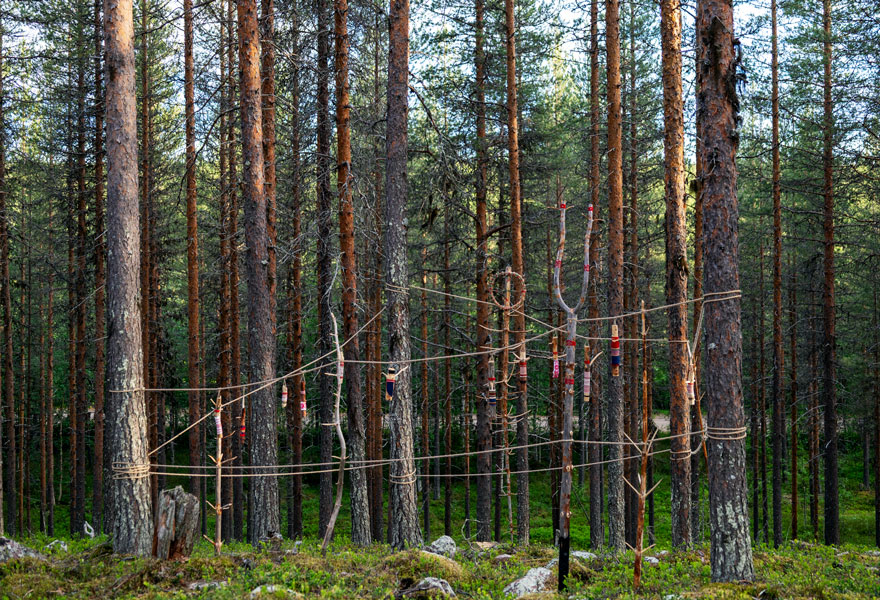 Satu Kalliokuusi: Metsänpuolustaja